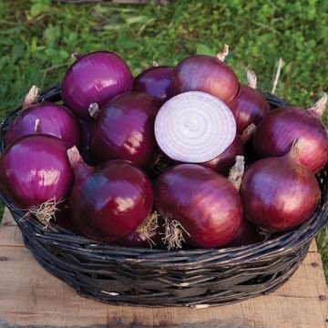 Red Onions - Dev Tandoor Industries